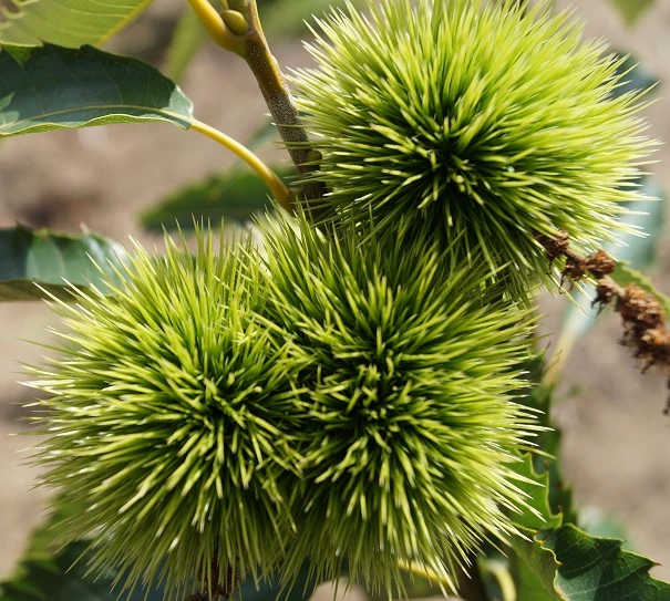 Esskastanie `Maraval´ Castanea Sativa `Maraval´ 5 Esskastanie `Maraval´ Castanea Sativa `Maraval´ – Bild 3