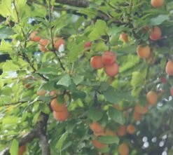 MilankaⓇ Bunte Kirschpflaume Prunus Cerasifera `Milanka´ -Pflanzenhof Verkaufsladen Milanka Frucht