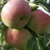 Mira ® Malus Domestica 2 Mira ® Malus Domestica -Pflanzenhof Verkaufsladen Mira 3