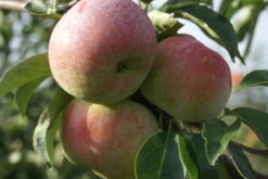 Mira ® Malus Domestica