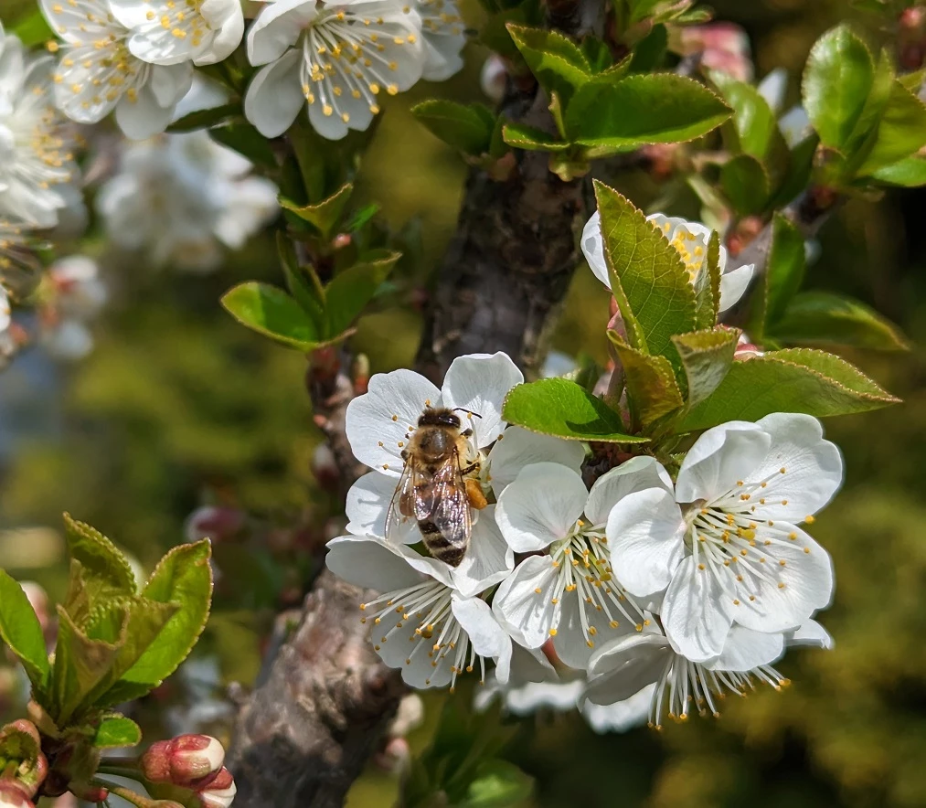 Zwergsauerkirsche Morellini Prunus Cerasus `Morellini´ 4 Zwergsauerkirsche Morellini Prunus Cerasus `Morellini´ – Bild 2