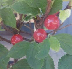 Nankingkirsche `Orient´ Prunus Tomentosa Orient -Pflanzenhof Verkaufsladen Nankingkirsche Frucht