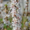 Nankingkirsche `Orient´ Prunus Tomentosa Orient -Pflanzenhof Verkaufsladen Nankingkirsche Orient