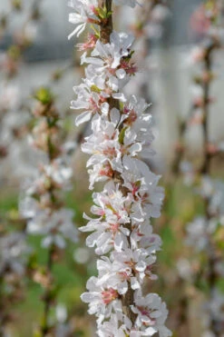 Nankingkirsche `Orient´ Prunus Tomentosa Orient