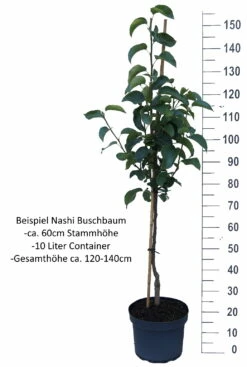 Benita®, Kreuzung Aus Birne Und Nashi Pyrus Pyrifolia `Benita´ -Pflanzenhof Verkaufsladen Nashi Buschbaum weisshw6ycKYy0Hm9H