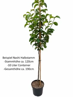 Nashi Hakko Pyrus Pyrifolia `Hakko´ -Pflanzenhof Verkaufsladen Nashi Halbstamm1iUDEnOD6ZHV9R