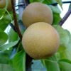 Nashi Hakko Pyrus Pyrifolia `Hakko´ -Pflanzenhof Verkaufsladen Nashi Hosui