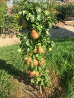 Säulenbirne `Obelisk®´ Pyrus Communis `Obelisk®´ -Pflanzenhof Verkaufsladen Obeslisk2