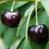Oktavia Prunus Avium `Oktavia´ 1 Oktavia Prunus Avium `Oktavia´ -Pflanzenhof Verkaufsladen Oktavia574ff24be4c03