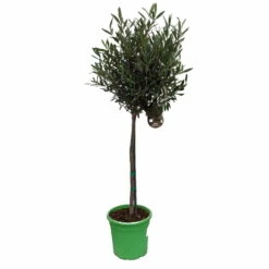 Olivenbaum - Stämmchen Olea Europaea -Pflanzenhof Verkaufsladen Olivenbaum 1