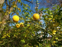 Dreiblättrige Orange Poncirus Trifoliata -Pflanzenhof Verkaufsladen PONCIRUS trifoliata