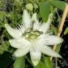 Passionsblume `Snow Queen´ Passiflora `Snow Queen´ -Pflanzenhof Verkaufsladen Passiflora Snow Queen