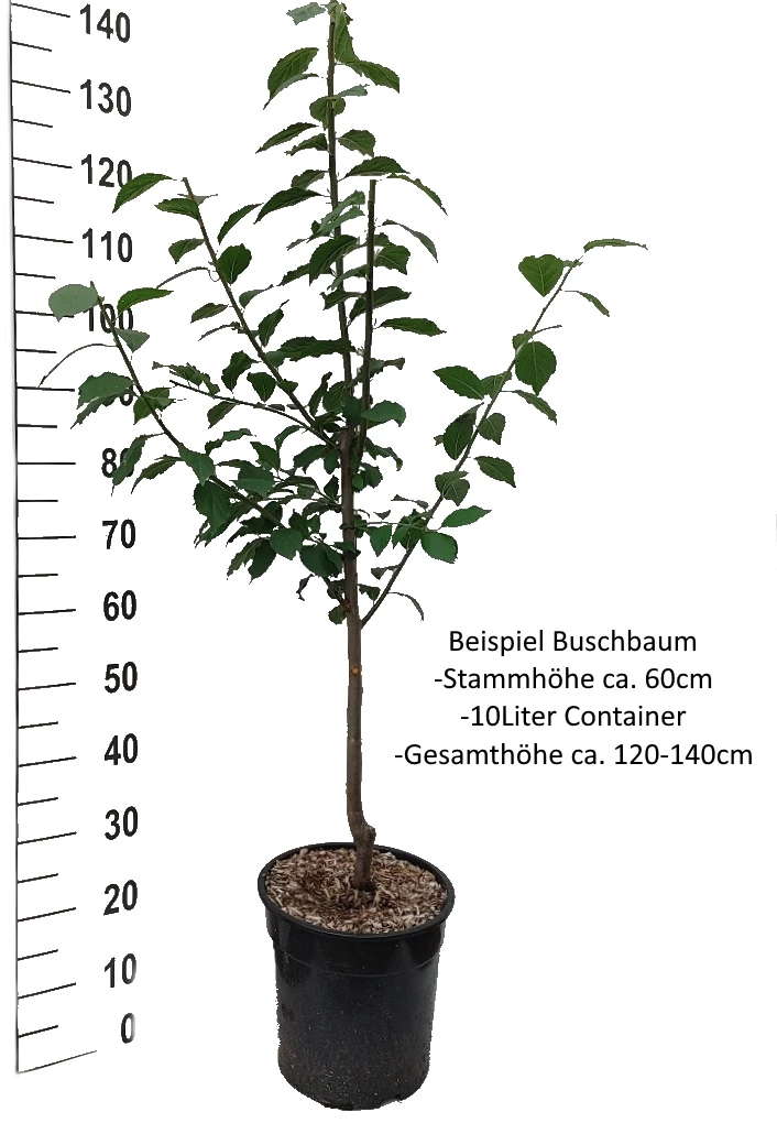 Mirabelle `Bellamira´ ® Prunus Domestica Subsp. Syriaca `Bellamira´ 8 Mirabelle `Bellamira´ ® Prunus Domestica Subsp. Syriaca `Bellamira´ – Bild 6