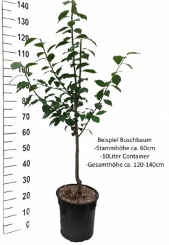 Mirabelle Von Nancy Prunus Domestica Subsp. Syriaca `Nancymirabelle´ -Pflanzenhof Verkaufsladen Pflaume Buschbaum Beispiel Neu WeissCSm9gTxLOoMto