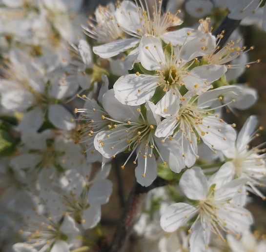 Pflausich Prunus Domestica `Pflausich´ 5 Pflausich Prunus Domestica `Pflausich´ – Bild 3
