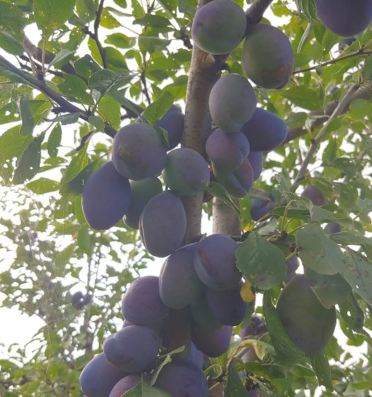 Pflausich Prunus Domestica `Pflausich´ 4 Pflausich Prunus Domestica `Pflausich´ – Bild 2