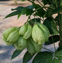 Rispen-Pimpernuss Staphylea Pinnata -Pflanzenhof Verkaufsladen Pimpernuss Frucht1