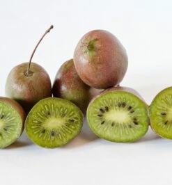 Großfrüchtige Bayern-Kiwi `Pink Jumbo´ Actinidia Arguta `Pink Jumbo´