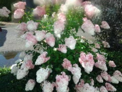 Rispenhortensie `Vanille-Fraise´ Hydrangea Paniculata `Vanille Fraise´ -Pflanzenhof Verkaufsladen Pinky Winkie Hortensie5936a36f54caf