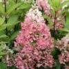 Rispenhortensie Pinky Winky ® Hydrangea Paniculata `Pinky Winky´ -Pflanzenhof Verkaufsladen Pinky Winky Hortensie