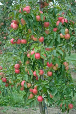 Pinova ® Malus Domestica -Pflanzenhof Verkaufsladen Pinova3