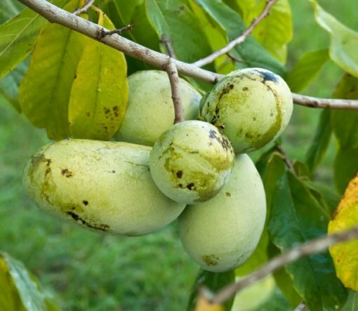 Veredelte Indianerbanane (Paw Paw) `Prima 1216´ (40-60cm) Asimina Triloba `Prima 1216´ 1 Veredelte Indianerbanane (Paw Paw) `Prima 1216´ (40-60cm) Asimina Triloba `Prima 1216´ -Pflanzenhof Verkaufsladen Prima 1216 1