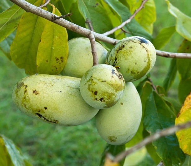 Veredelte Indianerbanane (Paw Paw) `Prima 1216´ (40-60cm) Asimina Triloba `Prima 1216´ 2 Veredelte Indianerbanane (Paw Paw) `Prima 1216´ (40-60cm) Asimina Triloba `Prima 1216´