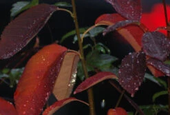 Prince William-Großfruchtige Felsenbirne Amelanchier `Prince William´ -Pflanzenhof Verkaufsladen Prince William Kordes Jungpflanzen1