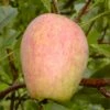Prinzenapfel / Haferapfel Malus Domestica -Pflanzenhof Verkaufsladen Prinzenapfel