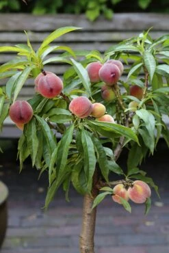 Zwergpfirsich `Bonanza´ Prunus Persica