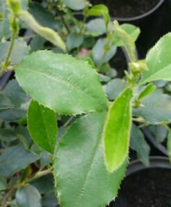 Chinesische Quitte / Holzquitte Pseudocydonia Sinensis -Pflanzenhof Verkaufsladen Pseudonya sinensis chinesische Quitte