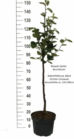 Tafelquitte Ayva® - Süßquitte, Kann Roh Verzehrt Werden Cydonia `Ayva´ -Pflanzenhof Verkaufsladen Quitte Beispiel buschbaum weissImdh31j9LTI8X
