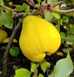 Chinesische Quitte / Holzquitte Pseudocydonia Sinensis -Pflanzenhof Verkaufsladen Quitte Holzquitte