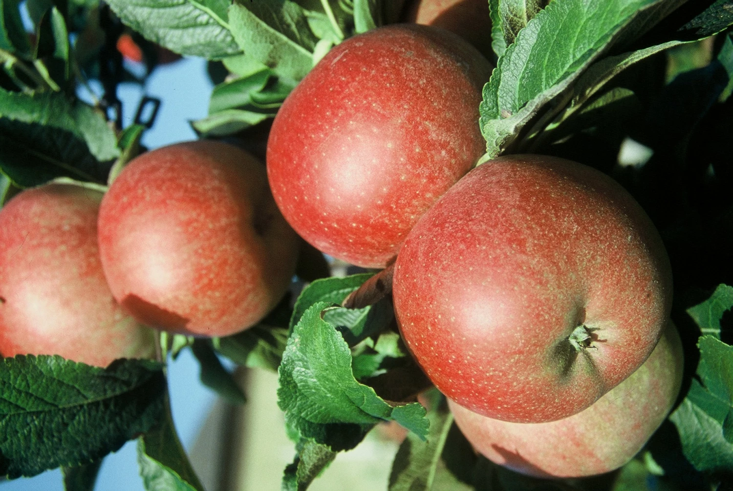 Roter Berlepsch Malus Domestica 3 Roter Berlepsch Malus Domestica