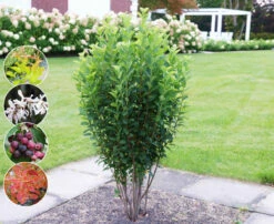 Säulen-Felsenbirne `Rainbow Pillar´® Amelanchier Canadensis `Rainbow Pillar´