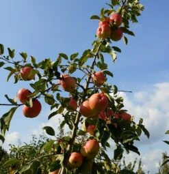 Rebella ® Malus Domestica -Pflanzenhof Verkaufsladen Rebella 1