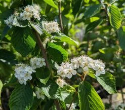 Erlenblättrige Eberesche `Red Bird´ Sorbus Alnifolia `Red Bird´ -Pflanzenhof Verkaufsladen Red Bird 1