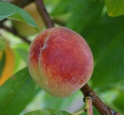 Pfirsich Red Haven Prunus Persica `Red Haven´ -Pflanzenhof Verkaufsladen Red Haven