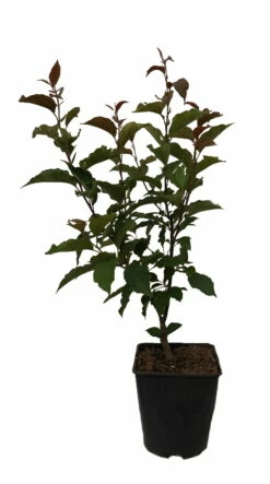 Säulenzierapfel "Red Obelisk" Malus `Red Obelisk´ -Pflanzenhof Verkaufsladen Red Obelisk12