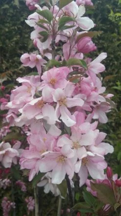 Säulenzierapfel "Red Obelisk" Malus `Red Obelisk´ -Pflanzenhof Verkaufsladen Red Obelisk5728ab6c725bc