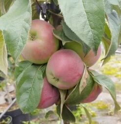 Säulenapfel `Red River´ Malus Domestica `Red River´ -Pflanzenhof Verkaufsladen Red River