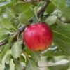 Reglindis ® Malus Domestica `Reglindis´ 1 Reglindis ® Malus Domestica `Reglindis´ -Pflanzenhof Verkaufsladen ReglindisQAqIaLlre5f6L