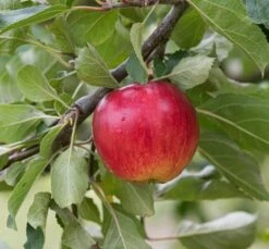 Reglindis ® Malus Domestica `Reglindis´