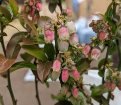Heidelbeere - Reka Vaccinum Corymbosum `Reka´ -Pflanzenhof Verkaufsladen Reka Bl te