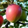 Retina ® Malus Domestica -Pflanzenhof Verkaufsladen Retina 2