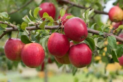 Rewena ® Malus Domestica -Pflanzenhof Verkaufsladen Rewena 2