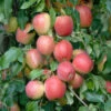 Rewena ® Malus Domestica -Pflanzenhof Verkaufsladen Rewena 3