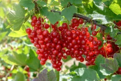 Neue Produkte -Pflanzenhof Verkaufsladen Rolan5zSdDOZ4hH6d8