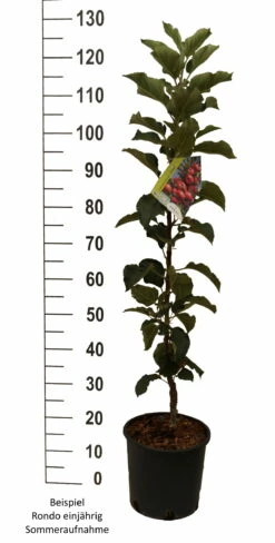 Säulenapfel `Rondo´ Malus Domestica `Rondo´ -Pflanzenhof Verkaufsladen Rondo einj hrig weiss