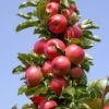 Säulenapfel `Rondo´ Malus Domestica `Rondo´ -Pflanzenhof Verkaufsladen Rondo1